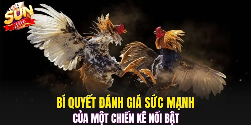 Bí quyết đánh giá sức mạnh của một chiến kê nổi bật