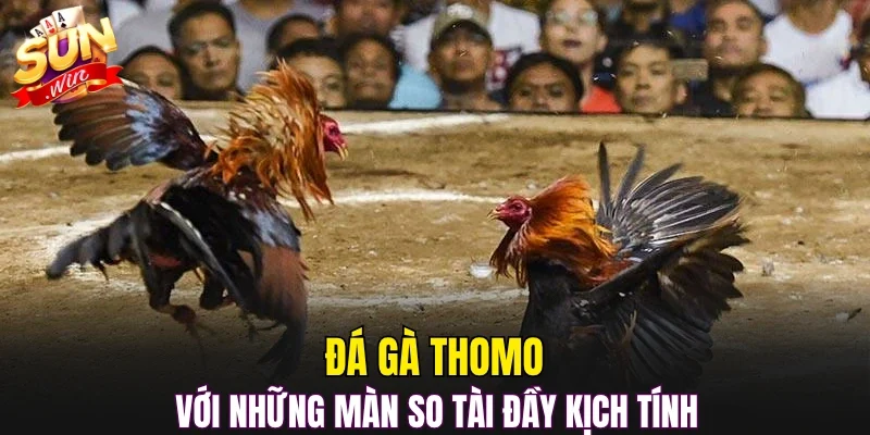 Đá gà Thomo với những màn so tài đầy kịch tính 
