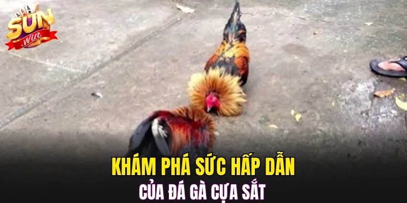 Khám phá sức hấp dẫn của đá gà cựa sắt 