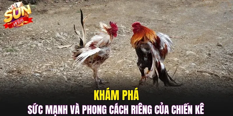 Khám phá sức mạnh và phong cách riêng của chiến kê
