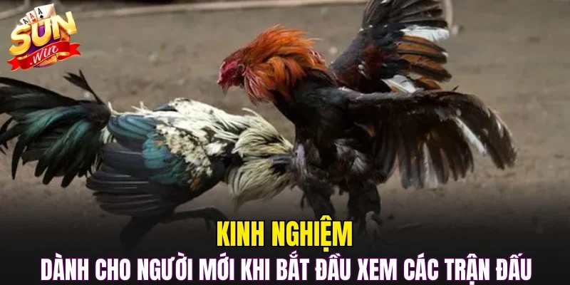 Kinh nghiệm dành cho người mới khi bắt đầu xem các trận đấu  
