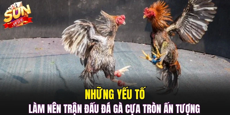 Những yếu tố làm nên trận đấu đá gà cựa tròn ấn tượng 
